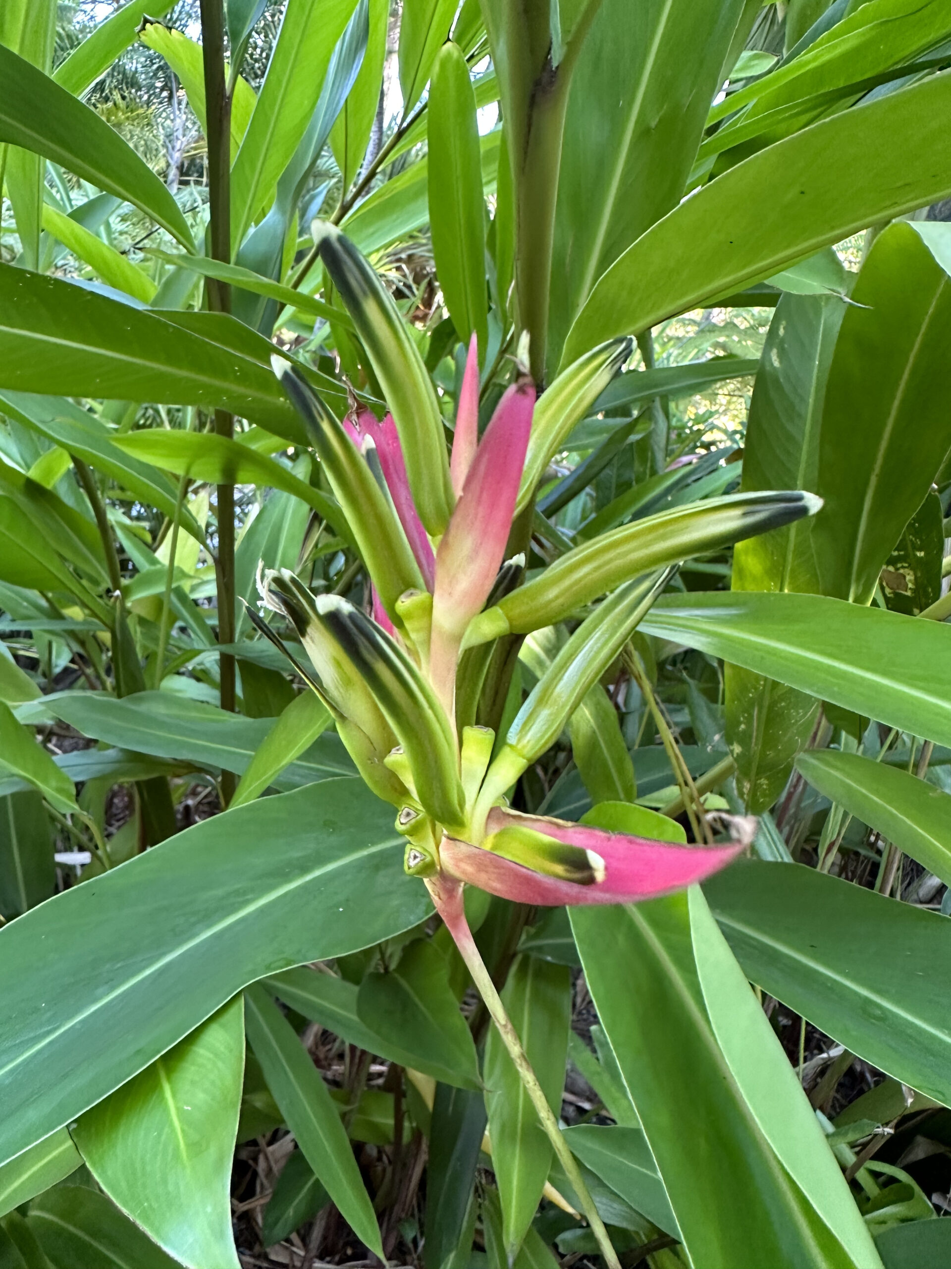 Hoa Chuối Heliconia " Psittacorum Fuchsia " Hoa Chuối Heliconia " Psittacorum Fuchsia "