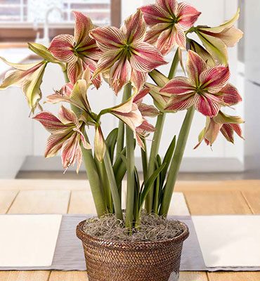 củ giống hoa huệ tây Amaryllis ' Exotic Star ' củ mẹ ngậm nụ size 26/28