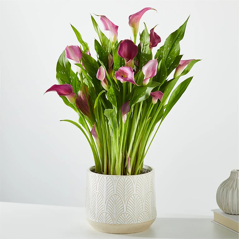 củ giống hoa rum ngoại Calla Lily ' Purple ART' size 22/24 củ giống hoa rum ngoại Calla Lily ' Purple ART' size 22/24