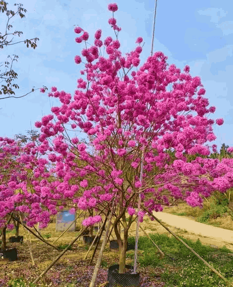 cây phong linh tím cây phong linh tím