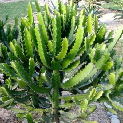 cây xương rồng 3 cạnh - xương rồng ông