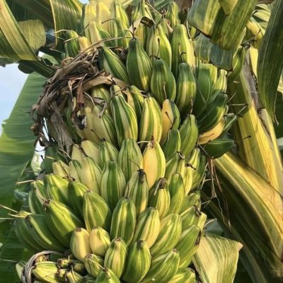 Chuối Tanee Banana gen đẹp - cây con tách mẹ