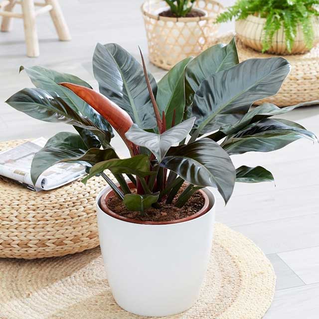 trầu bà đế vương tím trầu bà đế vương tím