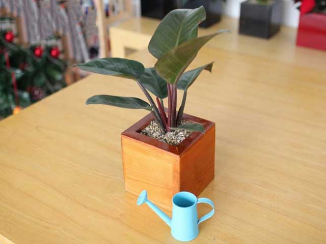trầu bà đế vương tím trầu bà đế vương tím