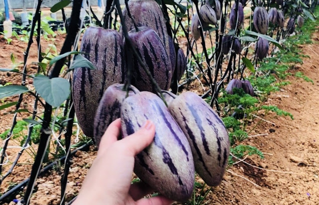 Cây Giống dưa hấu pepino Cây Giống dưa hấu pepino