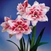 củ giống hoa huệ tây Amaryllis ' Elvas ' size 24/26