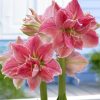 củ giống hoa huệ tây Amaryllis 'Sweet Nymph''' củ mẹ ngậm nụ size 28/30