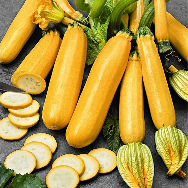 cây giống bí ngồi vàng cây giống bí ngồi vàng