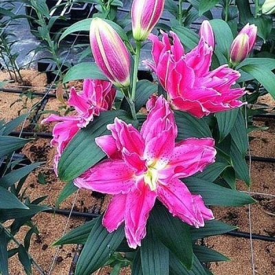 củ giống hoa lily Roselily Julia 17/19