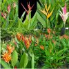 Hoa Chuối mỏ két Heliconia " Psittacorum " - chậu cây đang hoa, chậu nhiều thân