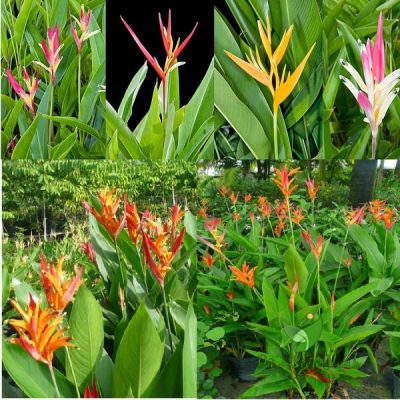 Hoa Chuối mỏ két Heliconia " Psittacorum " - chậu cây đang hoa, chậu nhiều thân