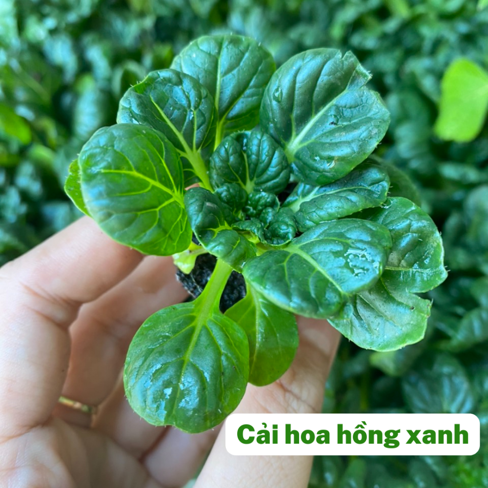 Cây Giống Cải Bẹ Xanh Hoa Hồng( cải Hoa Hồng) Cây Giống Cải Bẹ Xanh Hoa Hồng( cải Hoa Hồng)