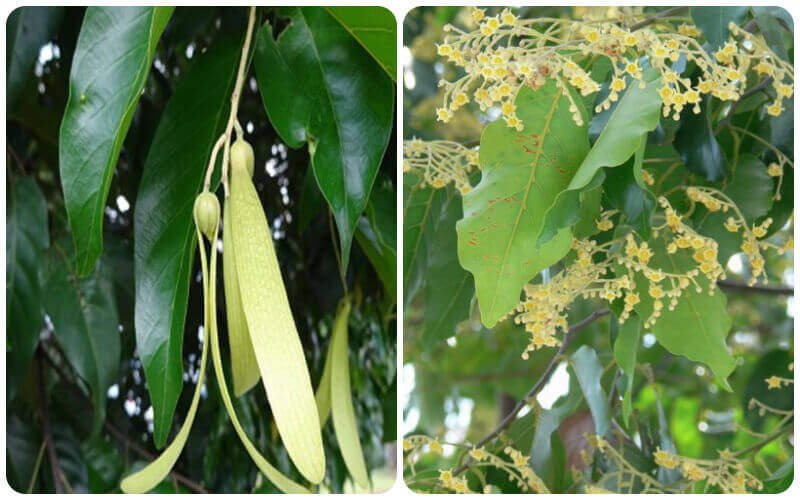 cây sao đen giống cây sao đen giống