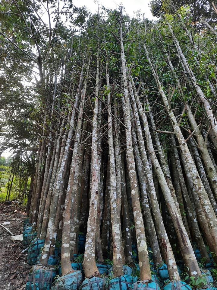 cây sao đen giống cây sao đen giống