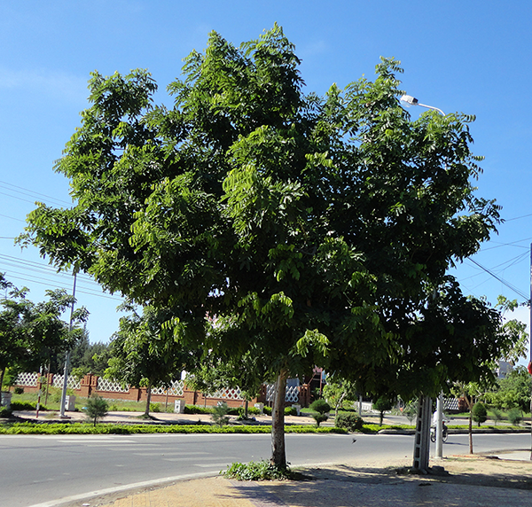 cây sao đen giống cây sao đen giống