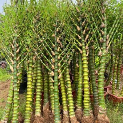 Cây Trúc Quan Âm , Trúc Phật Bà đánh 1 thân to đẹp