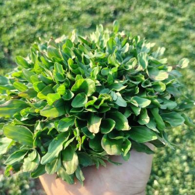 cỏ lá gừng thái - cỏ thảm