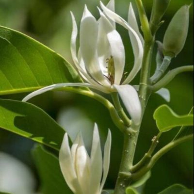 cây giống hoa ngọc lan trắng : cây 50cm-60cm -80cm-1m-1.2m -1.5m -2m-2,5m-3m