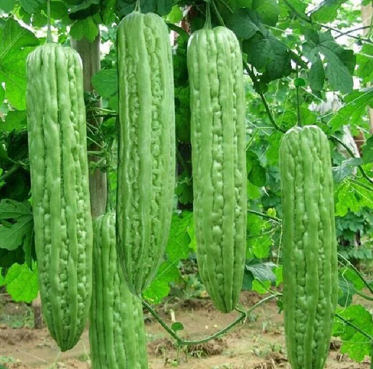 Cây Giống khổ qua xanh nhạt Cây Giống khổ qua xanh nhạt