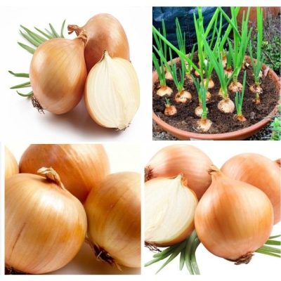 Hạt giống Hành củ vàng Yellow Texas Grano - hành Tây PSV71