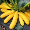 cây giống bí ngồi vàng