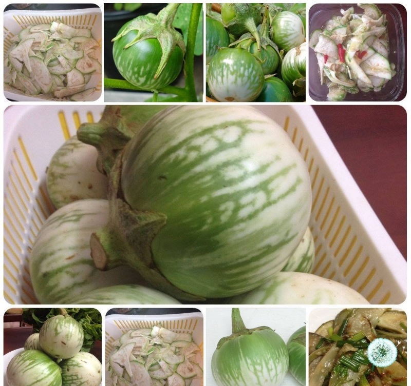 cây giống cà dĩa sọc xanh cây giống cà dĩa sọc xanh