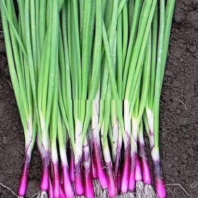 Hạt Giống Hành Hương Gốc Đỏ