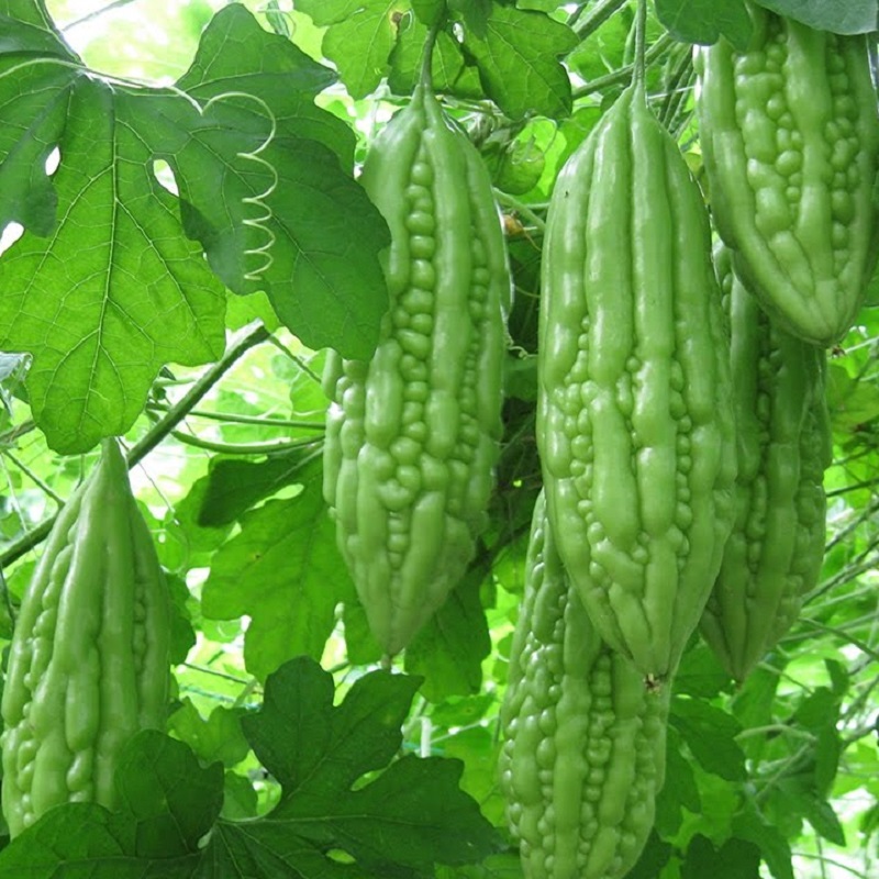 Cây Giống khổ qua xanh nhạt Cây Giống khổ qua xanh nhạt
