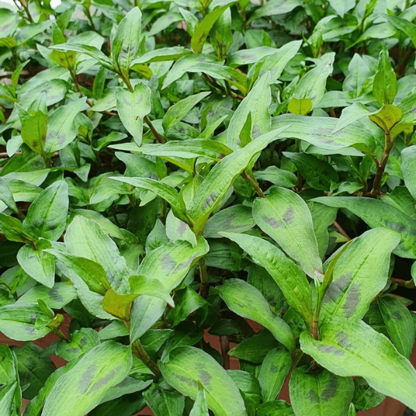 Cây Giống rau răm - Công Ty TNHH Trúc Vũ Farm