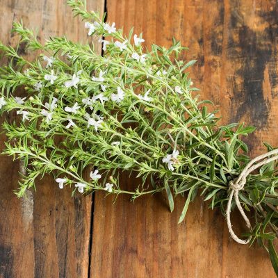 Hạt Giống Húng Núi Winter Savory