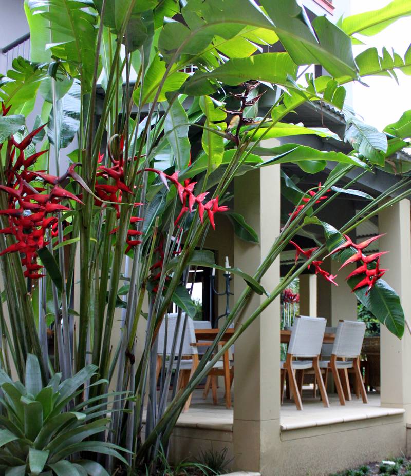 Hoa Chuối Heliconia " Bihai x Caribaea Hot Rio Nights " Hoa Chuối Heliconia " Bihai x Caribaea Hot Rio Nights "