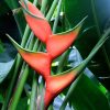 Hoa Chuối Heliconia " Hong Kong Claw "