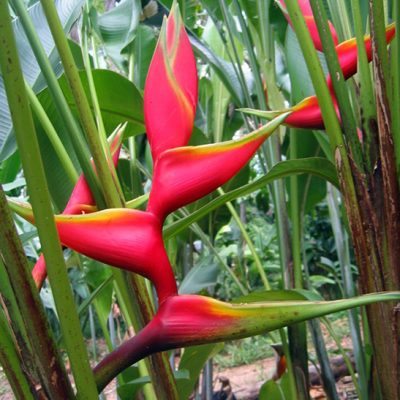Hoa Chuối Heliconia " Bihai Manoa Sunrise "