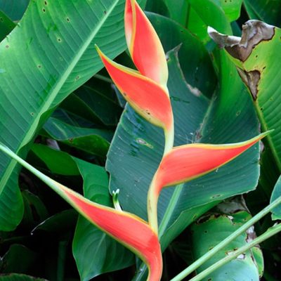 Hoa Chuối Heliconia "Stricta Dimples"