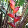 Hoa Chuối Heliconia "Champneiana Maya Blood"