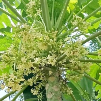 hạt giống cây đu đủ đực (gói 10 hạt)