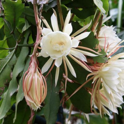 Cây hoa quỳnh trắng cổ