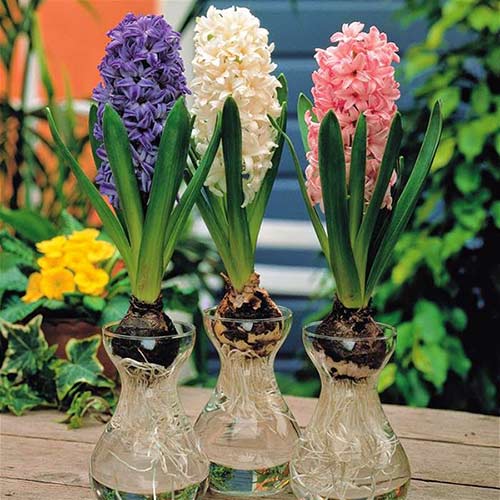 Chậu Hoa Tiên ông (dạ lan hương) trồng nước đủ màu - nhập khẩu - củ +bình thủy sinh Chậu Hoa Tiên ông (dạ lan hương) trồng nước đủ màu - nhập khẩu - củ +bình thủy sinh