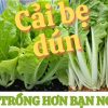 Cây Giống Rau Cải Bẹ dún