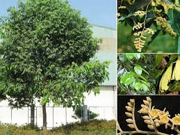 cây sao đen giống cây sao đen giống
