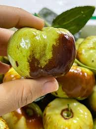Cây giống Táo Tàu Panzao nhập khẩu Cây giống Táo Tàu Panzao nhập khẩu
