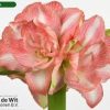 củ giống hoa huệ tây Amaryllis ' BEAUTIFUL EMOTION' củ mẹ ngậm nụ size 34/36