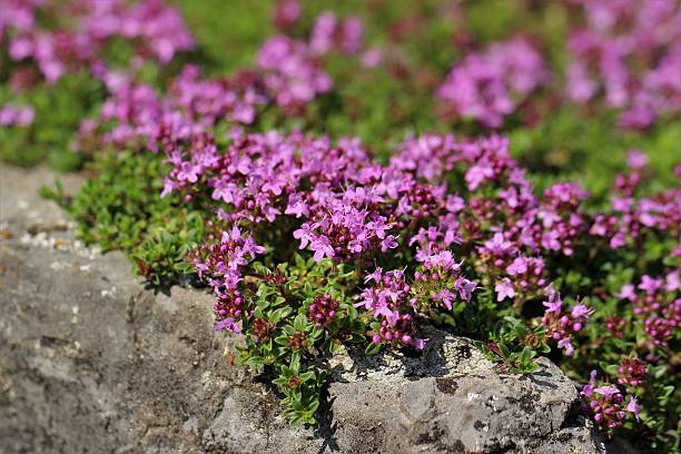 Hạt Giống Cỏ Xạ Hương Trang Trí Creeping Thyme Hạt Giống Cỏ Xạ Hương Trang Trí Creeping Thyme