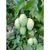 cây giống xoài keo