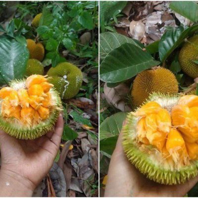 cây mít rừng,cây mít nài - cây giống nhập khẩu