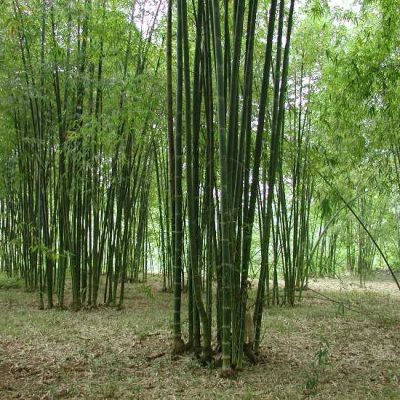 cây giống tre luồng - bầu dâm ủ kỹ đảm bảo