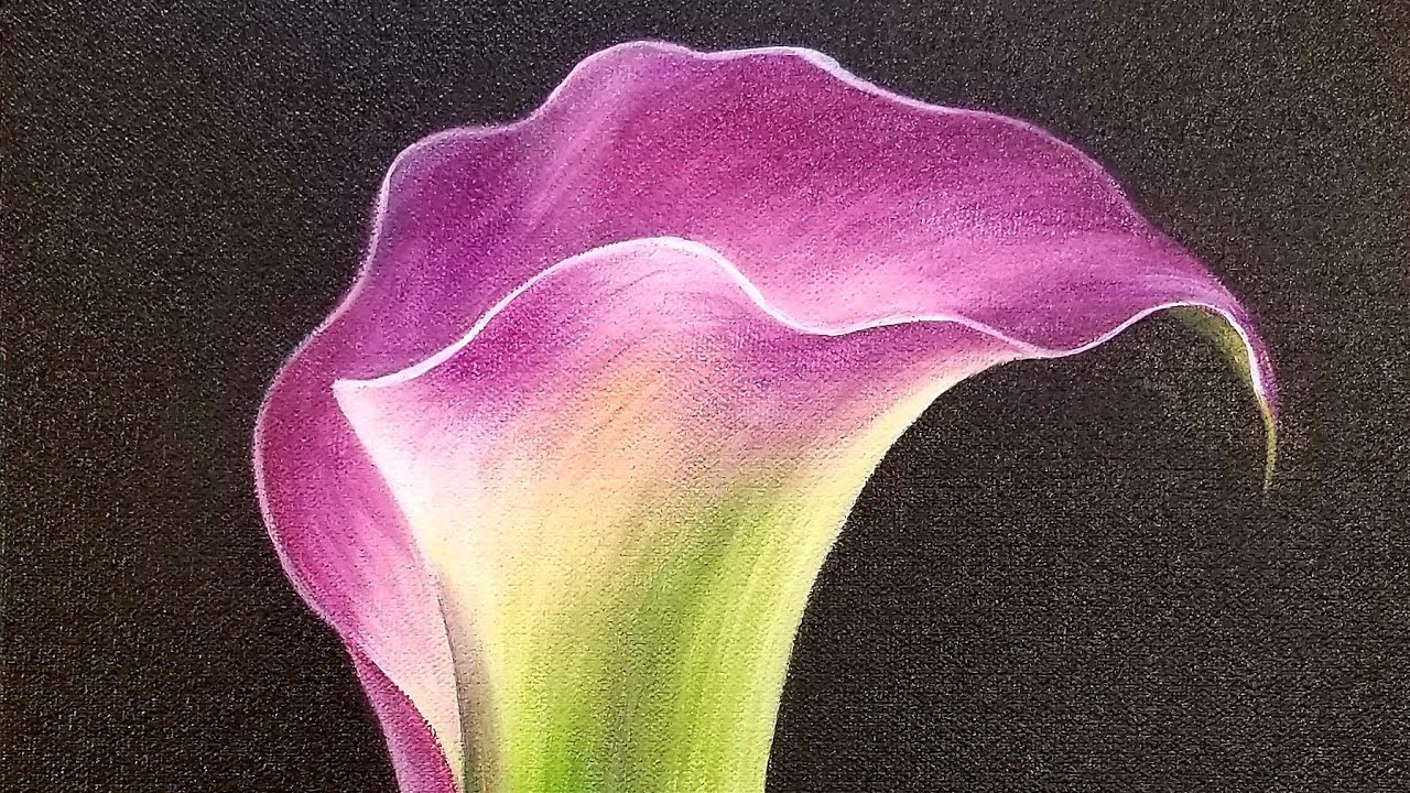 củ giống hoa rum ngoại Calla Lily ' Purple ART' size 22/24 củ giống hoa rum ngoại Calla Lily ' Purple ART' size 22/24