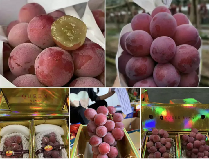Giống Nho RUBY ROMAN Giống Nho RUBY ROMAN