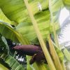 Chuối Papua Banana gen đẹp - cây con tách mẹ