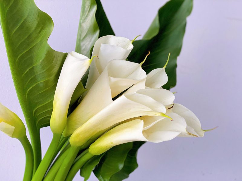 Củ giống Hoa Rum (Calla Lily) Trắng dòng cao chuyên cắt cành - Công Ty ...